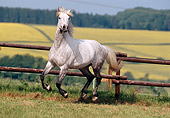 HOR 01 SS0036 01
Dapple Gray Berber Horse Galloping In Pasture