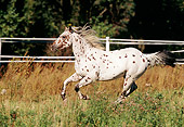 HOR 01 SS0037 01
Leopard Appaloosa Horse Galloping In Pasture