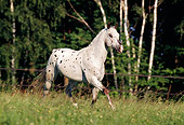 HOR 01 SS0038 01
Leopard Appaloosa Horse Trotting In Pasture