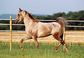HOR 01 SS0040 01
Arabian Appaloosa Horse Trotting In Pasture