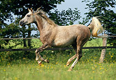HOR 01 SS0041 01
Dapple Gray Arabian Horse Galloping In Pasture