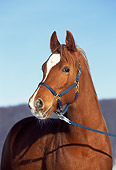 HOR 01 SS0045 01
Head Shot Of Chestnut Arabian Horse