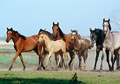 HOR 01 SS0048 01
Herd Of Arabian Horses Trotting In Pasture