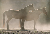 HOR 01 SS0050 01
Two Arabian Horses Standing In Dusty Arena