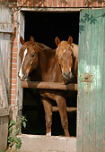 HOR 01 SS0051 01
Two Arabian Horses Standing In Barn Doorway