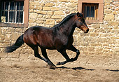 HOR 01 SS0052 01
Dark Brown Alter-Real Horse Cantering In Arena