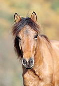 HOR 01 SS0054 01
Head Shot Of Dun Aegidienberger Horse