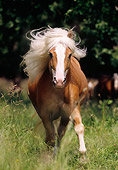 HOR 01 SS0055 01
Haflinger Horse Running In Pasture