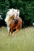 HOR 01 SS0056 01
Haflinger Horse Cantering In Pasture
