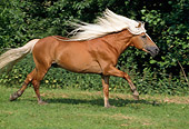 HOR 01 SS0057 01
Haflinger Horse Cantering In Pasture