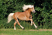 HOR 01 SS0058 01
Haflinger Horse Cantering In Pasture