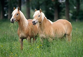 HOR 01 SS0059 01
Two Haflinger Horses Standing In Pasture