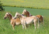 HOR 01 SS0060 01
Three Haflinger Horses Standing In Pasture