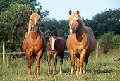 HOR 01 SS0061 01
Three Haflinger Horses Standing In Pasture