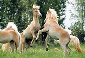 HOR 01 SS0062 01
Haflinger Horses Fighting In Pasture