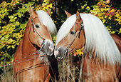 HOR 01 SS0063 01
Head Shot Of Two Haflinger Horses In Bridles Kissing