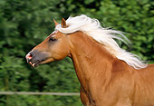 HOR 01 SS0064 01
Head Shot Of Haflinger Horse Running