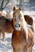 HOR 01 SS0065 01
Close-Up Of Haflinger Horse Standing In Snow
