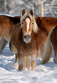 HOR 01 SS0066 01
Haflinger Horse Running In Snow