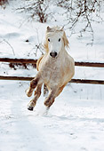 HOR 01 SS0067 01
Gray Icelandic Horse Running In Snow