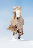HOR 01 SS0068 01
Gray Icelandic Horse Running In Snow