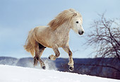 HOR 01 SS0069 01
Gray Icelandic Horse Running In Snow