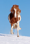HOR 01 SS0071 01
Chestnut Pinto Icelandic Horse Running In Snow