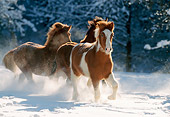 HOR 01 SS0073 01
Icelandic Horses Running In Snow