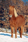 HOR 01 SS0075 01
Chestnut Icelandic Horse Standing In Snow