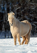 HOR 01 SS0076 01
Palomino Icelandic Horse Standing In Snow