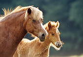 HOR 01 SS0079 01
Head Shot Of Icelandic Mare And Foal Standing In Pasture