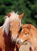 HOR 01 SS0080 01
Head Shot Of Icelandic Mare And Foal Standing In Pasture