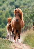 HOR 01 SS0081 01
Icelandic Mare And Foal Trotting In Pasture