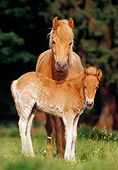 HOR 01 SS0082 01
Icelandic Mare And Foal Standing In Pasture