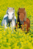 HOR 01 SS0084 01
Two Icelandic Horses Standing In Field Of Yellow Wildflowers