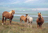 HOR 01 SS0087 01
Icelandic Mares And Foals Standing In Pasture