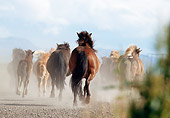 HOR 01 SS0090 01
Herd Of Icelandic Horses Running In Pasture