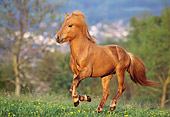 HOR 01 SS0091 01
Chestnut Icelandic Horse Cantering In Pasture