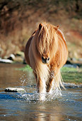 HOR 01 SS0095 01
Chestnut Icelandic Horse Walking In Stream