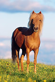 HOR 01 SS0096 01
Chestnut Icelandic Horse Standing In Pasture