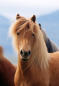 HOR 01 SS0097 01
Head Shot Of Chestnut Icelandic Horse Standing In Pasture