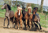 HOR 01 SS0098 01
Herd Of Mangalarga-Icelandic Horses Running In Paddock