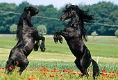 HOR 01 SS0103 01
Two Friesian Horses Fighting In Pasture