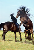 HOR 01 SS0104 01
Two Friesian Horses Fighting In Pasture