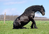 HOR 01 SS0108 01
Friesian Horse Getting Up In Pasture
