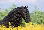 HOR 01 SS0110 01
Head Shot Of Friesian Horse Standing In Field Of Yellow Wildflowers