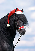 HOR 01 SS0111 01
Head Shot Of Friesian Horse Wearing Santa Hat