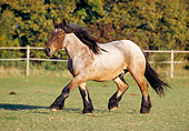 HOR 01 SS0112 01
Ardennes Draft Horse Trotting In Pasture
