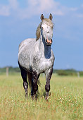 HOR 01 SS0113 01
Dapple Gray Horse Standing In Pasture