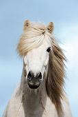 HOR 01 SS0147 01
Head Shot Of White Icelandic Horse